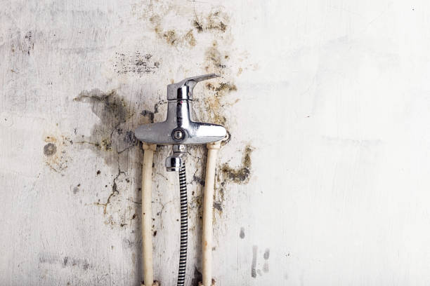 Best Fast Mold Removal  in Lloyd Harbor, NY