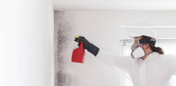 Professional Mold Removal in Lloyd Harbor, NY